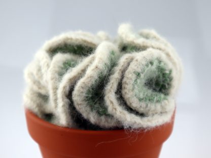 kaktus mózgowiec w doniczce