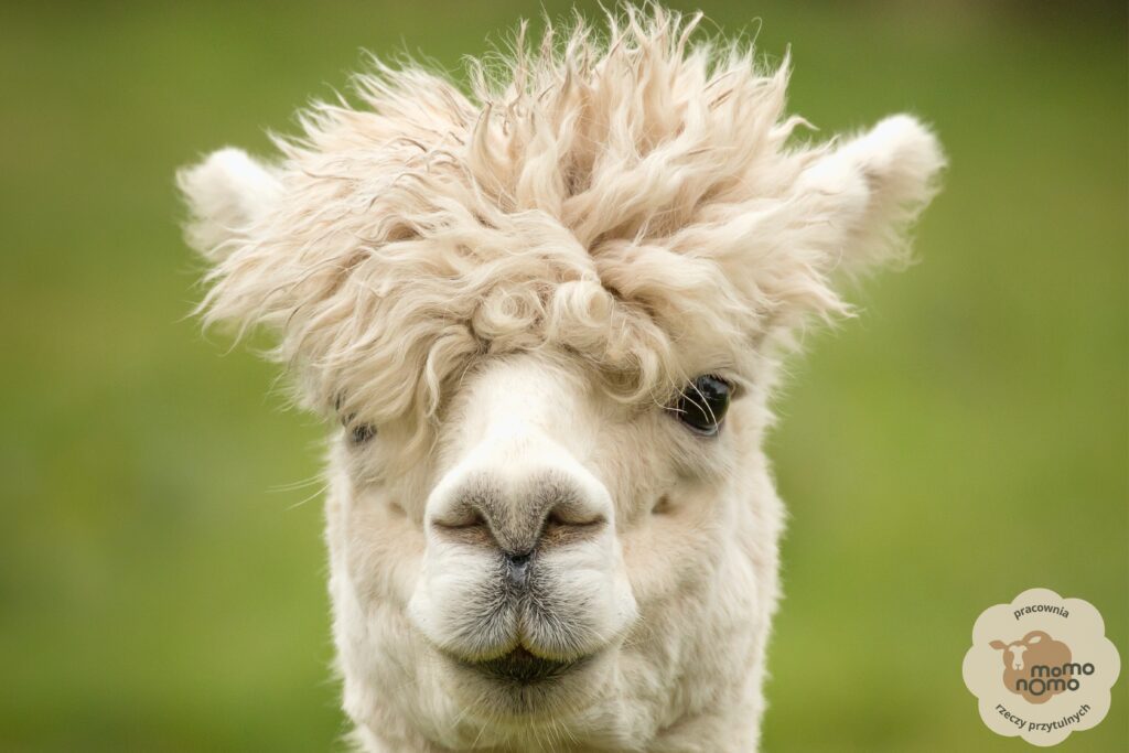 zalety wełny alpaki